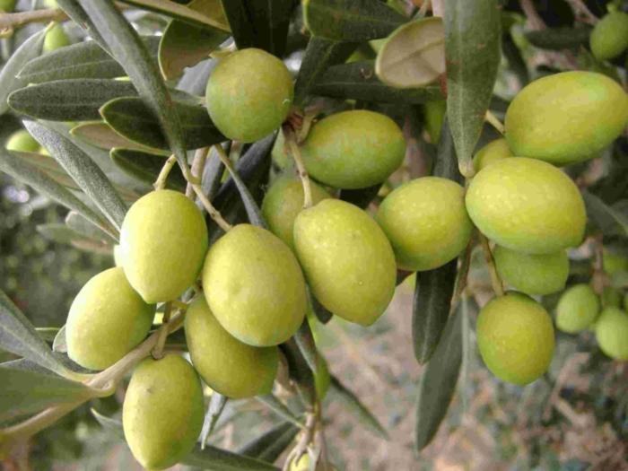 Tenuta Sidore Cursi Εξωτερικό φωτογραφία