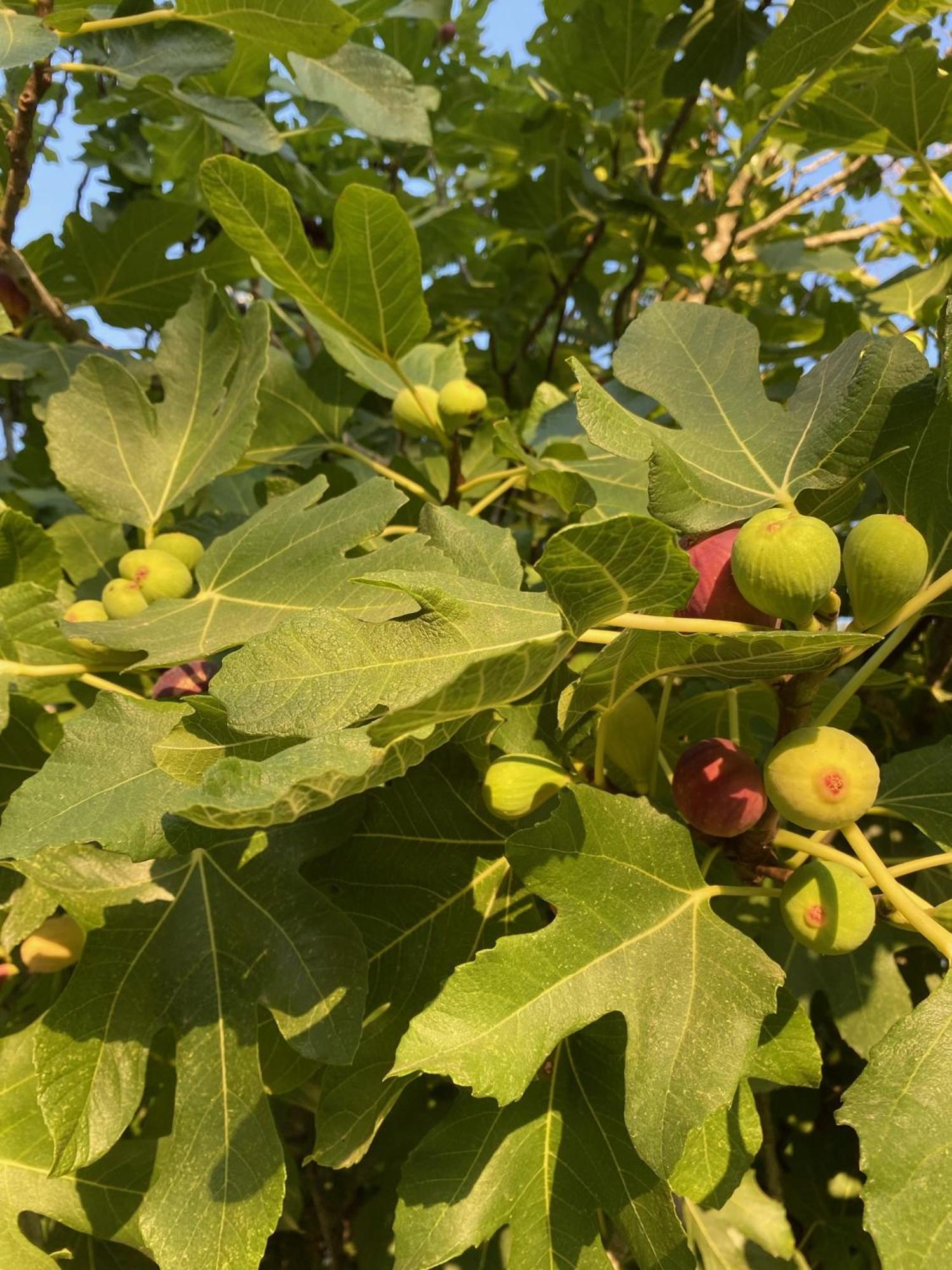 Tenuta Sidore Cursi Εξωτερικό φωτογραφία